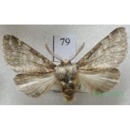 Gluphisia crenata (Esper, 1785) male Slovakia79